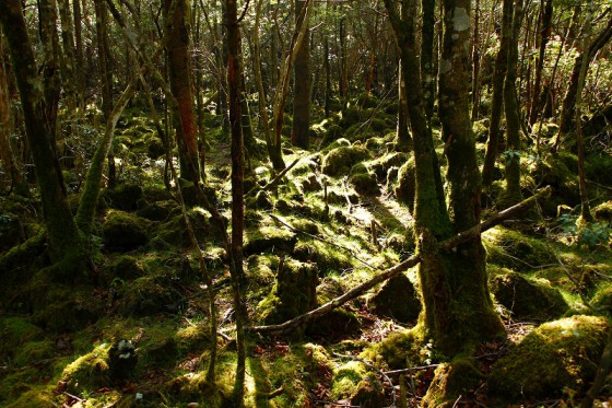 樹海内は一面苔類に覆い尽くされている。